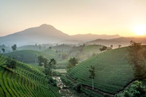 Sapa Vietnam Reisfelder