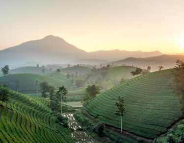 Sapa Vietnam Reisfelder