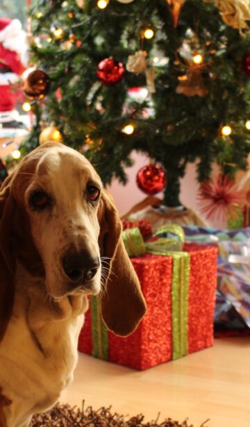 tan and white basset hound near the christmas tree