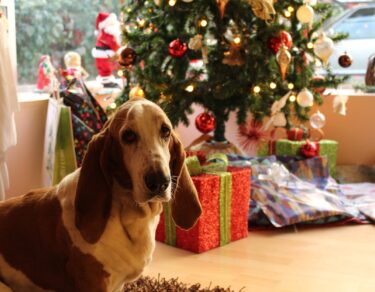 tan and white basset hound near the christmas tree